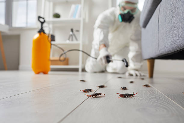 Post-Treatment Bed Bug Interceptor Monitoring in Willcox